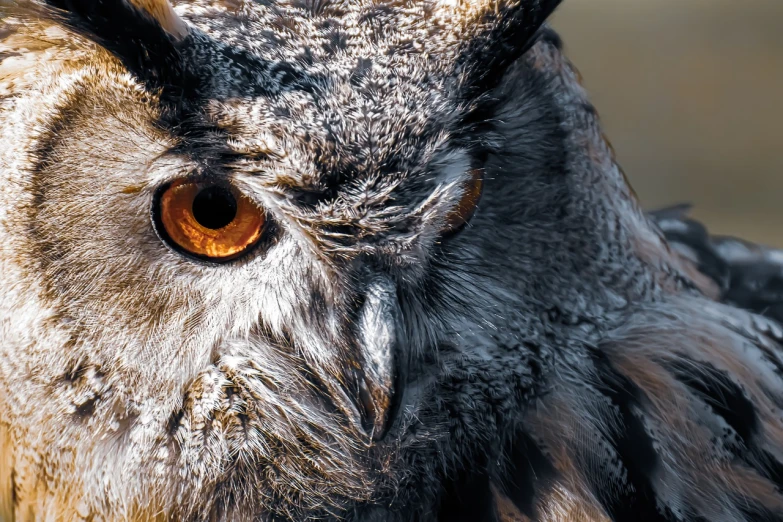 a close up of an owl with orange eyes, a portrait, shutterstock, photorealism, high detail and high contrast, intense sunlight, horn, telephoto shot