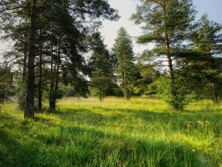 a forest filled with lots of tall green trees, by Jacob Kainen, shutterstock, hurufiyya, meadow in the background, summer morning, pine wood, late summer evening