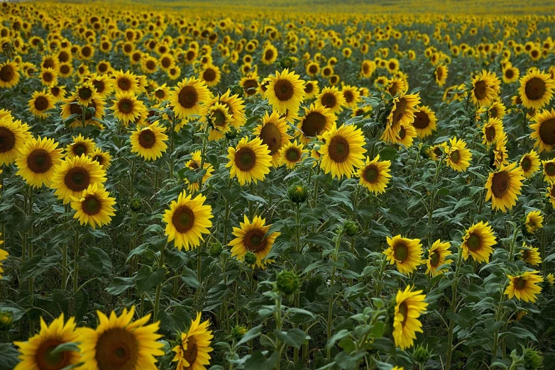 a field of sunflowers on a sunny day, by Yasushi Sugiyama, photo 85mm, oklahoma, july 2 0 1 1, flowers sea everywhere