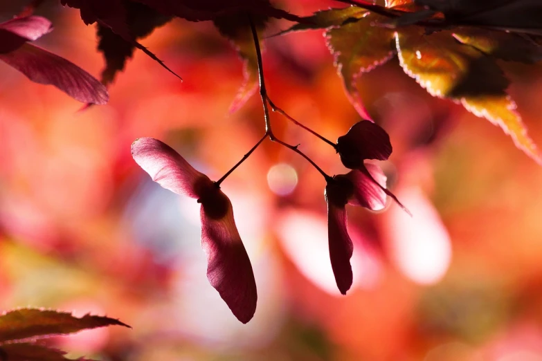 a close up of a tree with red leaves, a macro photograph, by Jacob Kainen, trending on pixabay, minimalism, pink petals fly, backlit ears, upsidedown, japanese maples