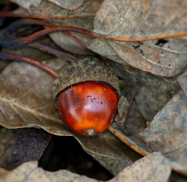 a close up of an acorn on a pile of leaves, by Robert Brackman, hurufiyya, an abandoned, orange head, decaying rich colors!, bangalore