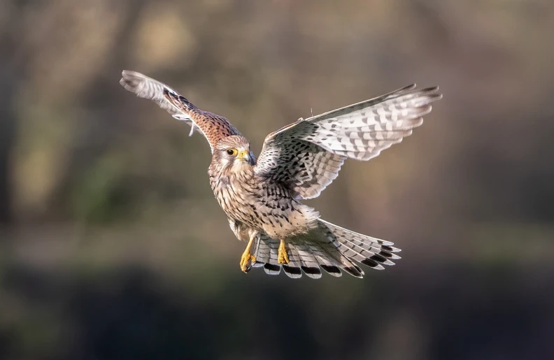 a bird that is flying in the air, a picture, by Juergen von Huendeberg, shutterstock, happening, portrait of merlin, highly detailed soft lighting, stock photo