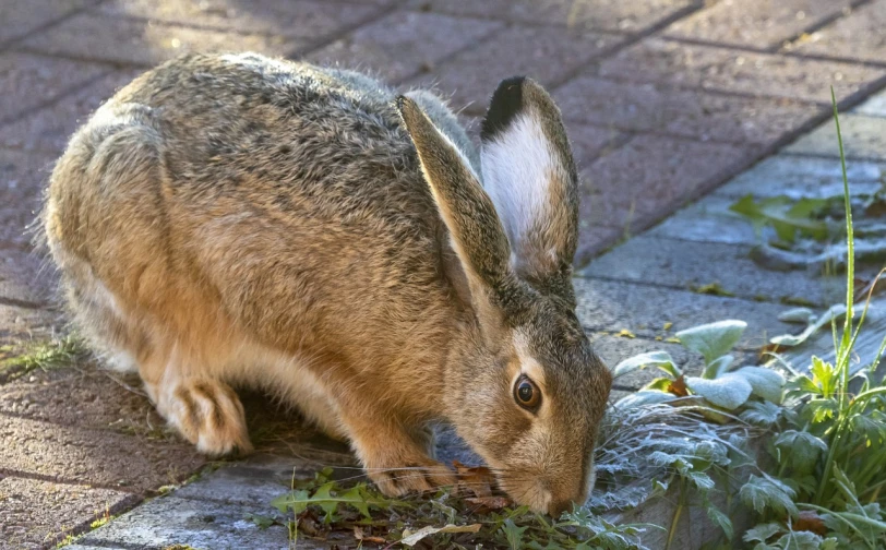 a close up of a rabbit eating grass, a photo, by Hans Schwarz, shutterstock, on a sidewalk of vancouver, hard predatory look, realistic depiction, with a white muzzle