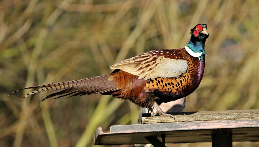 a bird standing on top of a wooden bench, a portrait, by Robert Brackman, trending on pixabay, pheasant guard sits on a stump, highly intricate and colorful, tail raised, male and female