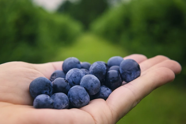 a person holding a handful of blueberries in their hand, a picture, pixabay, realism, beautiful surroundings, 💋 💄 👠 👗, closeup of arms, 2d