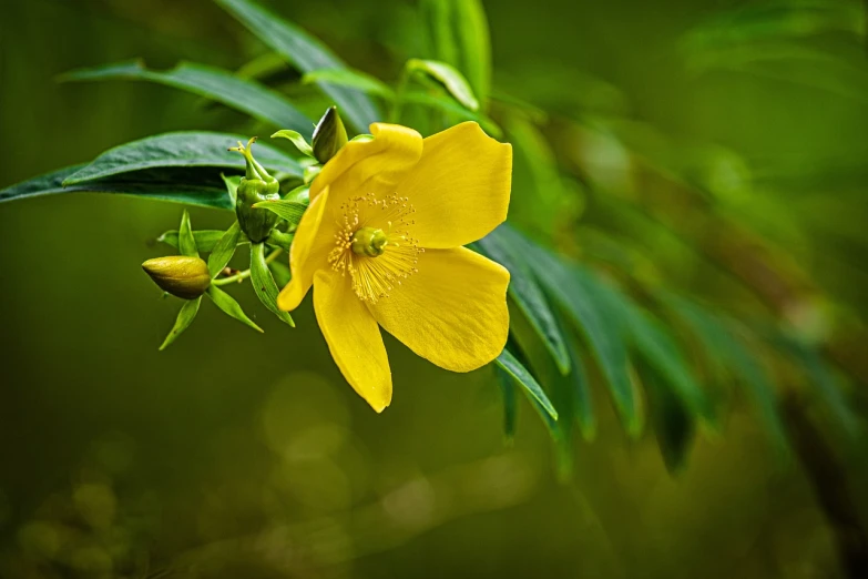 a yellow flower with green leaves in the background, by Dietmar Damerau, hurufiyya, alabama, flax, jasmine, beautiful flower