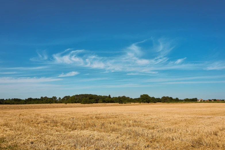 a field of dry grass with a blue sky in the background, a stock photo, by Andries Stock, shutterstock, figuration libre, next to farm fields and trees, sky whith plump white clouds, with neat stubble, wide high angle view