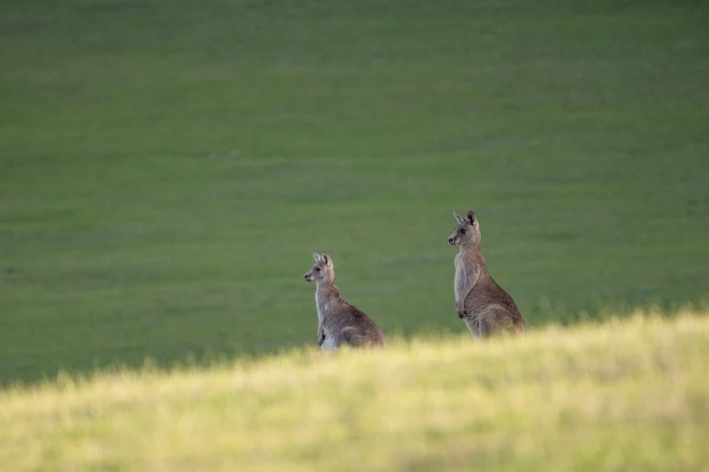 a couple of kangaroo standing on top of a lush green field, a picture, figuration libre, taken with canon 5d mk4, concert, telephoto shot, in a row