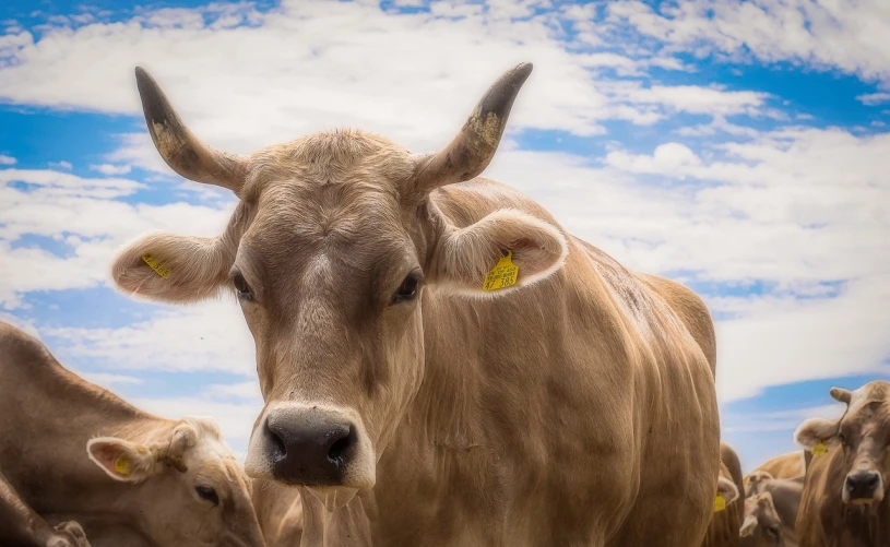 a herd of cows standing on top of a grass covered field, a picture, by Matthias Weischer, pexels, photorealism, new mexico with a yellow filter, head shot, female beauty, bull head