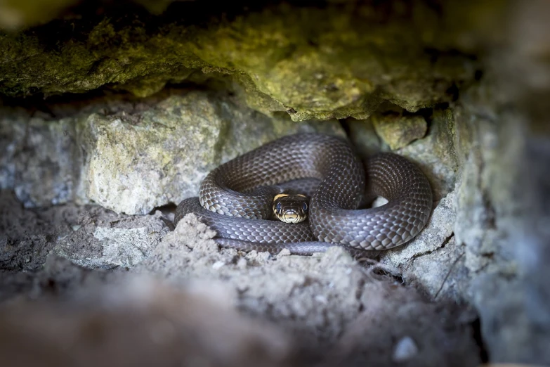 a close up of a snake in a cave, a portrait, by Robert Brackman, shutterstock, family photo, stock photo, 2 4 mm iso 8 0 0, ouroboros