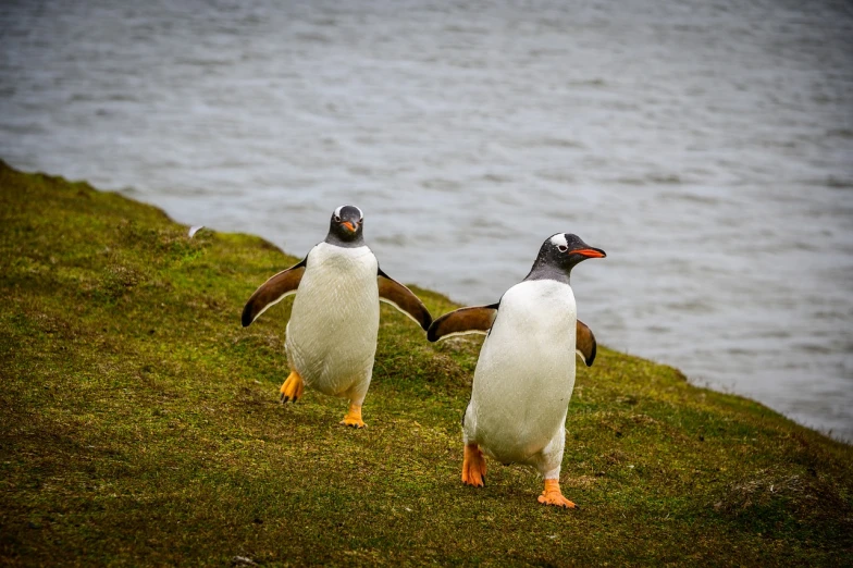 a couple of penguins standing on top of a grass covered hillside, a photo, high res photo, walking towards camera, on an island, high sharpness