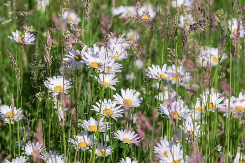 a field full of white and yellow flowers, by Richard Carline, color field, daysies, nordic summer, white and purple, flowers and foliage