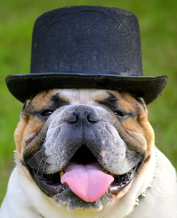a close up of a dog wearing a top hat, inspired by Winston Churchill, shutterstock, nba style bulldog mascot, lots of wrinkles, ffffound, marketing photo
