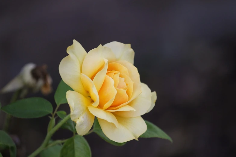 a close up of a yellow rose with green leaves, by Tom Carapic, pexels, romanticism, light orange mist, rose garden, on a gray background, photo of a beautiful