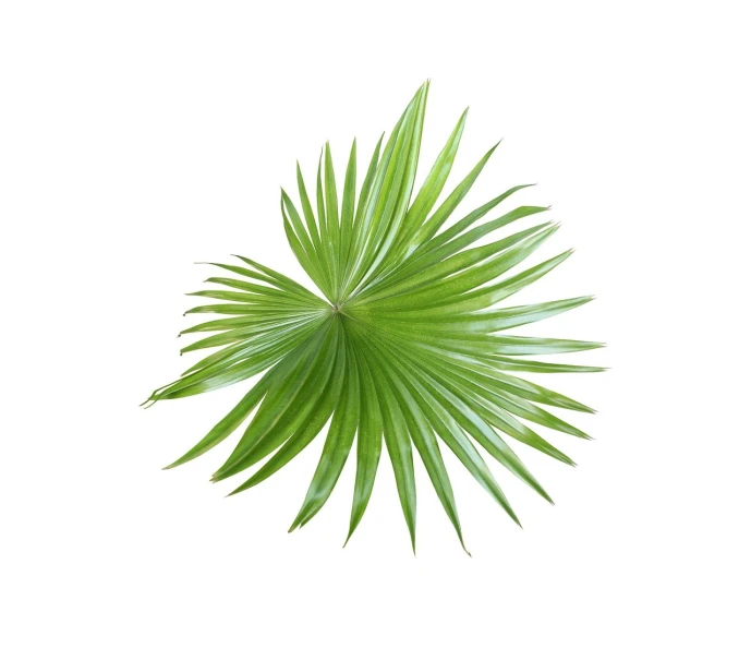 a green palm leaf on a white background, a stock photo, aerial view top down, sepals forming helmet, high detail product photo