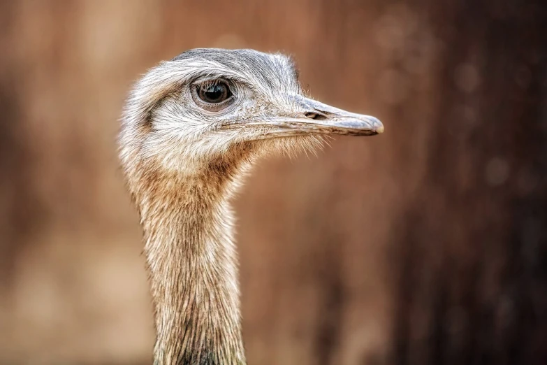 a close up of an ostrich's head, a portrait, by Anna Haifisch, shutterstock, cute goose, with a sad expression, highly realistic photo, closeup photo