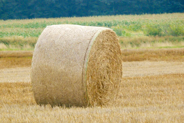 a large bale of hay in a field, a stock photo, inspired by David Ramsay Hay, flickr, detailed zoom photo, autum, modern high sharpness photo, round form