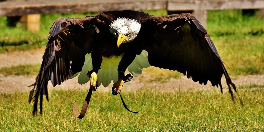 a large bird flying over a lush green field, a photo, by Istvan Banyai, flickr, hurufiyya, eagle eat snake, bald eagle, about to step on you, doing a kick