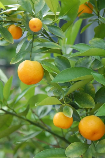 a close up of a bunch of oranges on a tree, arabesque, indoor, yamamoto, wikimedia, garden with fruits on trees