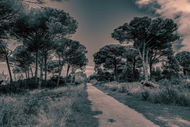 a black and white photo of a path surrounded by trees, by Alexis Grimou, tonalism, in a mediterranean lanscape, cinematic composition hdr, surreal colors, in avila pinewood