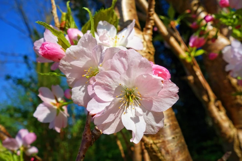 a close up of a pink flower on a tree, a portrait, sakura bloomimg, in the sun, cherries, toward to the camera