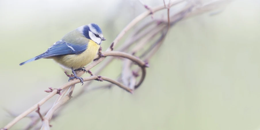 a small blue and yellow bird perched on a branch, a pastel, by Matija Jama, trending on pixabay, complex and desaturated, spring theme, paul heaston, wide portrait