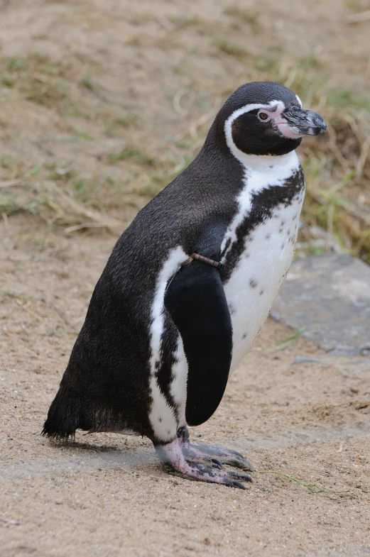 a close up of a penguin on a dirt ground, pixabay, shin hanga, full body profile, but very good looking”, afp, brazilian