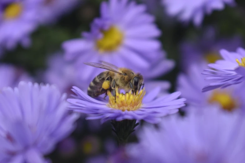 a bee sitting on top of a purple flower, by Rhea Carmi, daisy, high res, surface hives, detailed zoom photo