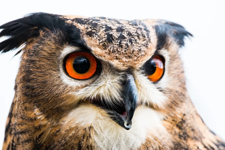 a close up of an owl with orange eyes, a photo, high key detailed, museum quality photo, closeup at the food, tourist photo