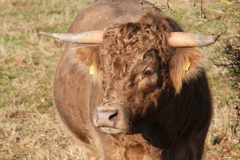 a brown cow standing on top of a grass covered field, a portrait, by Linda Sutton, flickr, his hair is messy and unkempt, face of an ox, bisley, mickael lelièvre