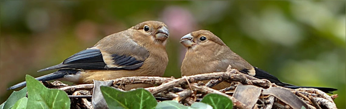 a couple of birds sitting on top of a nest, a photo, by Jim Nelson, flickr, renaissance, closeup at the faces, ivy, singing for you, face focus!