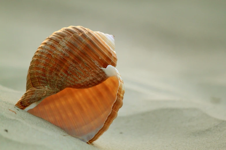 a shell sitting on top of a sandy beach, a picture, by Harold von Schmidt, pexels, orange tone, vertical wallpaper, translucent gills, 4k serene