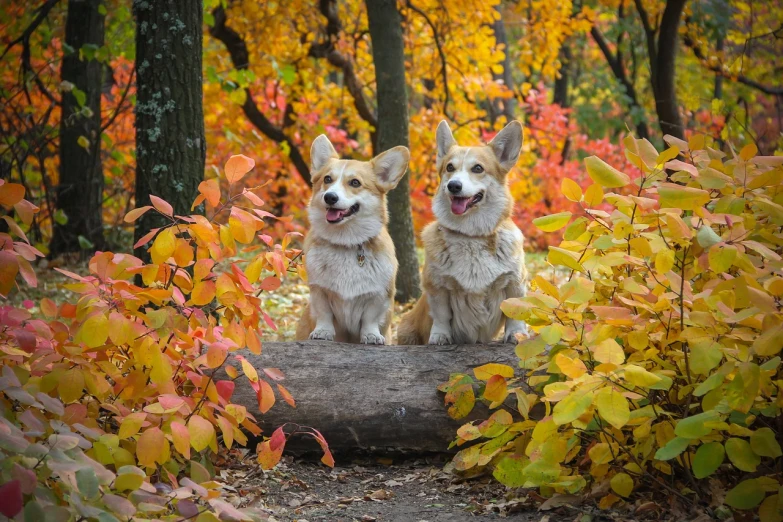 two dogs sitting on a log in the woods, a portrait, by Maksimilijan Vanka, shutterstock, process art, corgi cosmonaut, colorful leaves, family photo, 🍂 cute