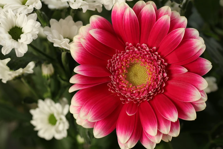 a close up of a pink and white flower, a picture, rasquache, highly detailed product photo, colourful flowers bouquet, daisy, red flower