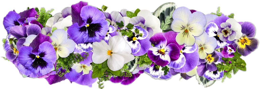 a bunch of purple and white flowers on a black background, a colorized photo, by Dietmar Damerau, pixabay contest winner, panorama, complex layered composition!!, full of colour 8-w 1024, edible flowers