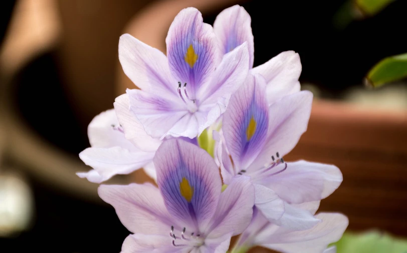 a close up of a flower with a pot in the background, by Leonard Bahr, flickr, hurufiyya, hyacinth blooms surround her, twins, beautiful flower, soft - warm