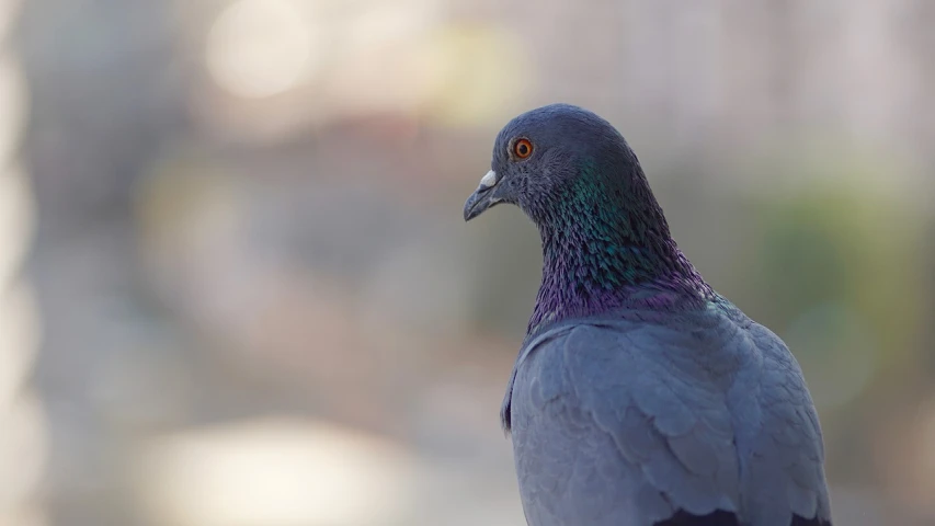 a close up of a pigeon with a blurry background, a picture, by Jan Rustem, pexels, realism, purple and blue colored, back - lit, he has dark grey hairs, with the sun shining on it