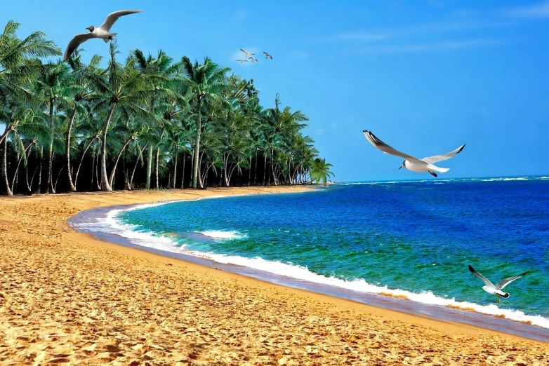 a group of birds flying over a sandy beach, a photorealistic painting, by Max Dauthendey, pexels, tropical trees, vertical wallpaper, tourist photo, hd footage