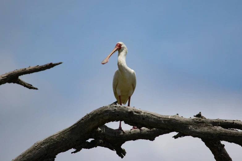 a white bird sitting on top of a tree branch, by Peter Churcher, flickr, hurufiyya, long pointy pink nose, big beak, goat, tx