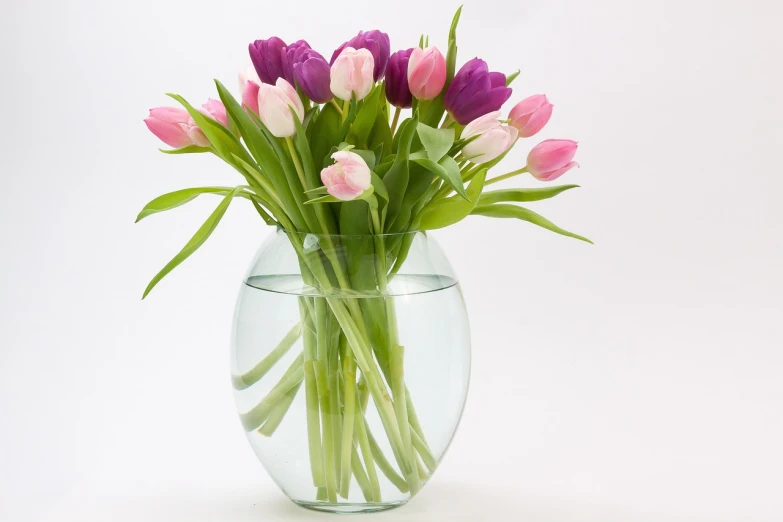 a vase filled with pink and purple tulips, istockphoto, clean and simple, sleek round shapes, transparent glass vase