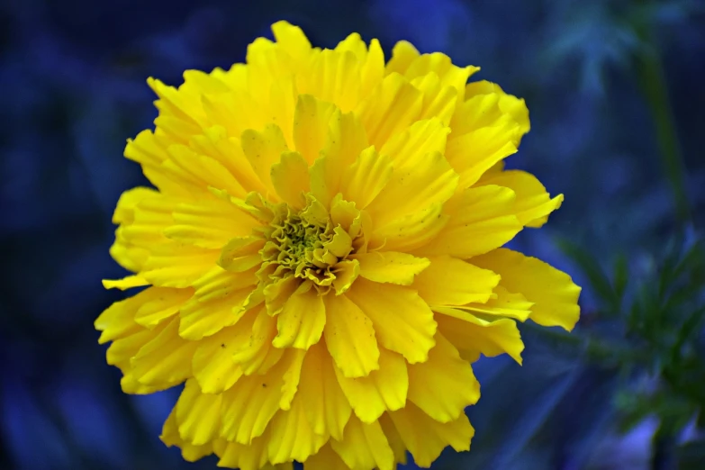 a close up of a yellow flower on a plant, a portrait, by Jan Rustem, flickr, romanticism, marigold background, blue and yellow color scheme, cosmos, various posed