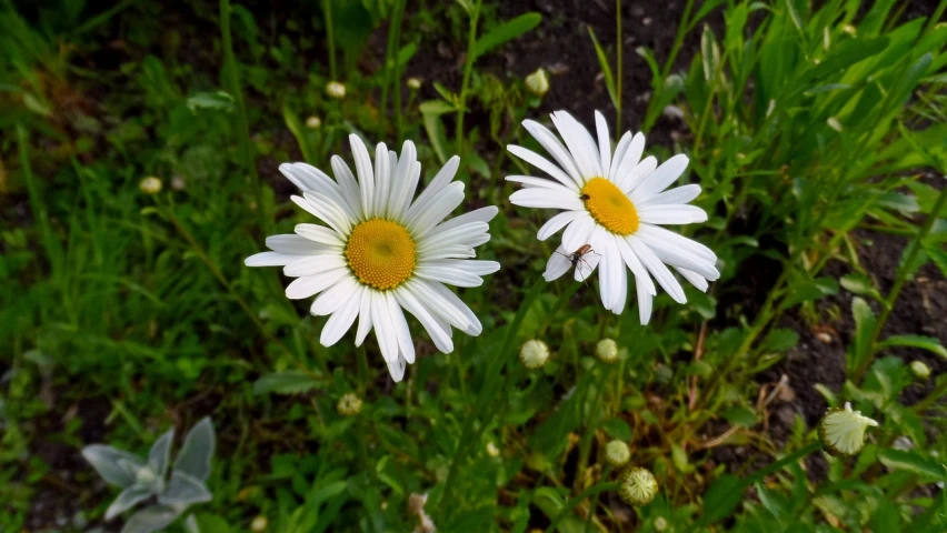 a couple of white flowers sitting on top of a lush green field, a portrait, chamomile, flower garden summer morning, compound eyes, symmetry!