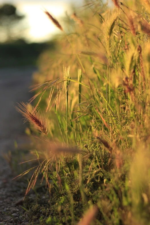 the grass is growing on the side of the road, a picture, by Anato Finnstark, soft light.4k, golden hour closeup photo, complex scene, ears