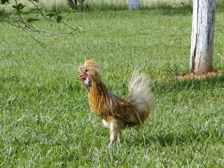 a rooster standing on top of a lush green field, by Robert Brackman, flickr, sumatraism, golden hair blowing the wind, brazil, albino dwarf, side view of a gaunt