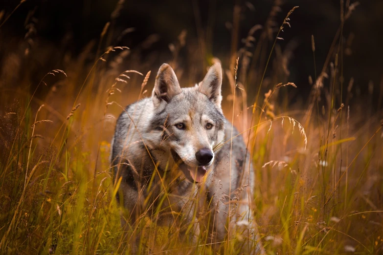 a wolf standing in a field of tall grass, shutterstock, sumatraism, autumn, silver, big smirk, backlit glow