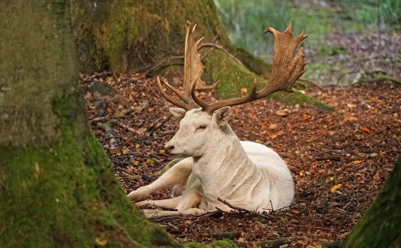 a deer that is laying down in the dirt, by Robert Brackman, shutterstock, baroque, portrait of albino mystic, deer in sherwood forest, chilling on a leaf, museum quality photo