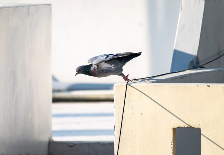 a pigeon perched on the side of a building, a picture, by Jan Tengnagel, happening, broken antenna, 2 0 0 mm focus, rooftop, levitation