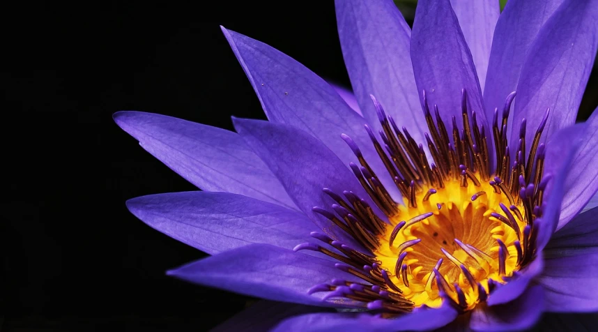 a close up of a purple flower on a black background, by Leonard Bahr, hurufiyya, sitting on a lotus flower, ultramarine blue and gold, wallpaper mobile, lit from the side