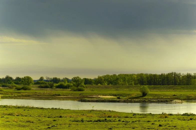 a herd of cattle standing on top of a lush green field, a picture, by Thomas Häfner, shutterstock, tonalism, close river bank, distant rainstorm, early spring, river delta