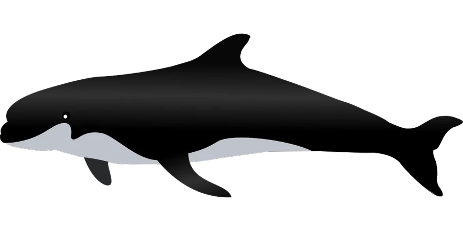 a black and white dolphin on a black background, an illustration of, by Martina Krupičková, hurufiyya, smooth carapace, black silhouette, really long, killer whale